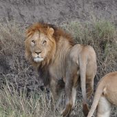  The Serengeti, TZ